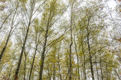 Участок, Зеленые холмы к/п (Першино), 10 сот