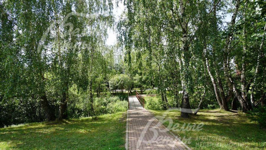 Прогулочная дорожка через березовую рощу