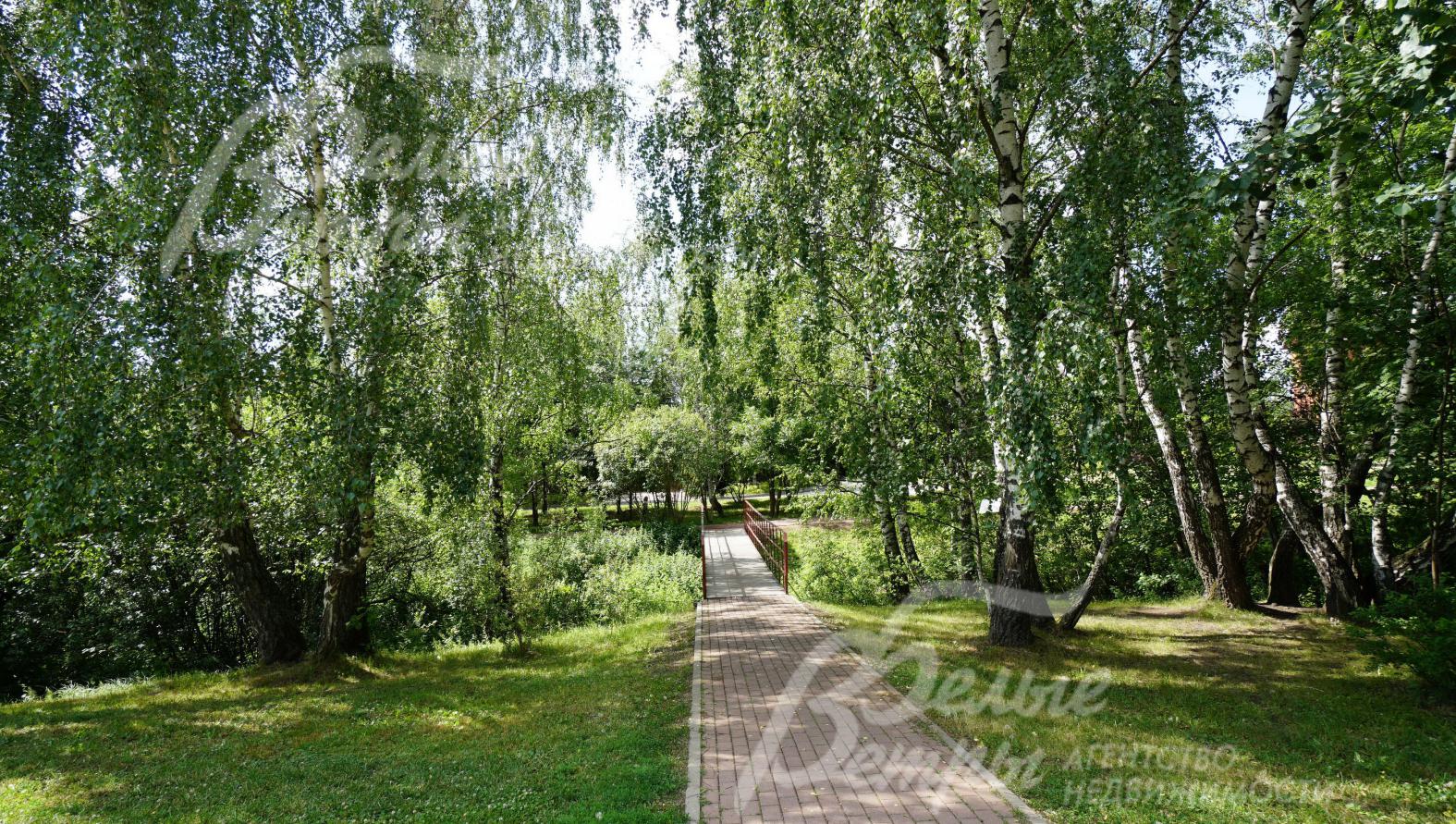 Прогулочная дорожка через березовую рощу