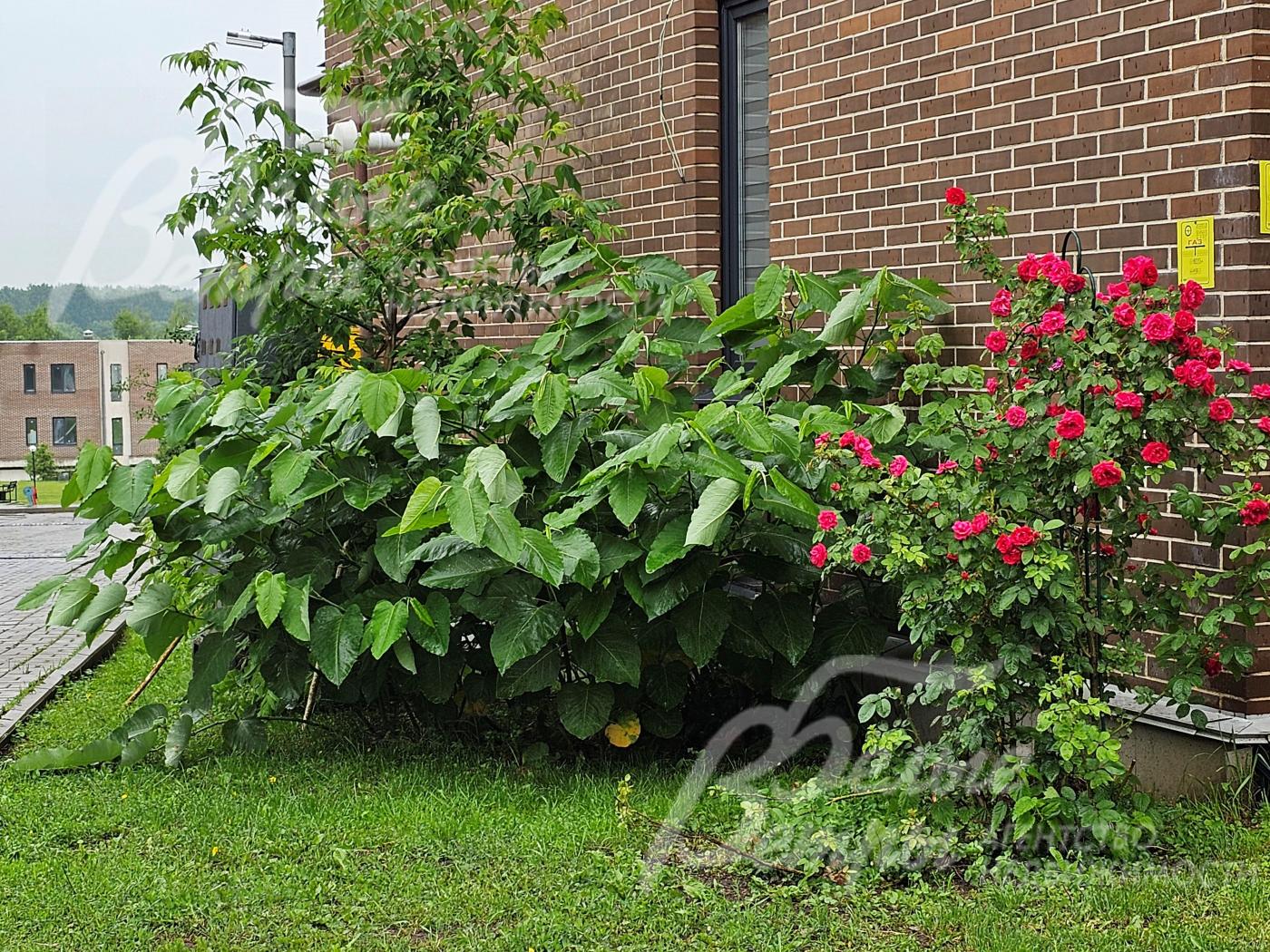 Территория поселка благоустроена.