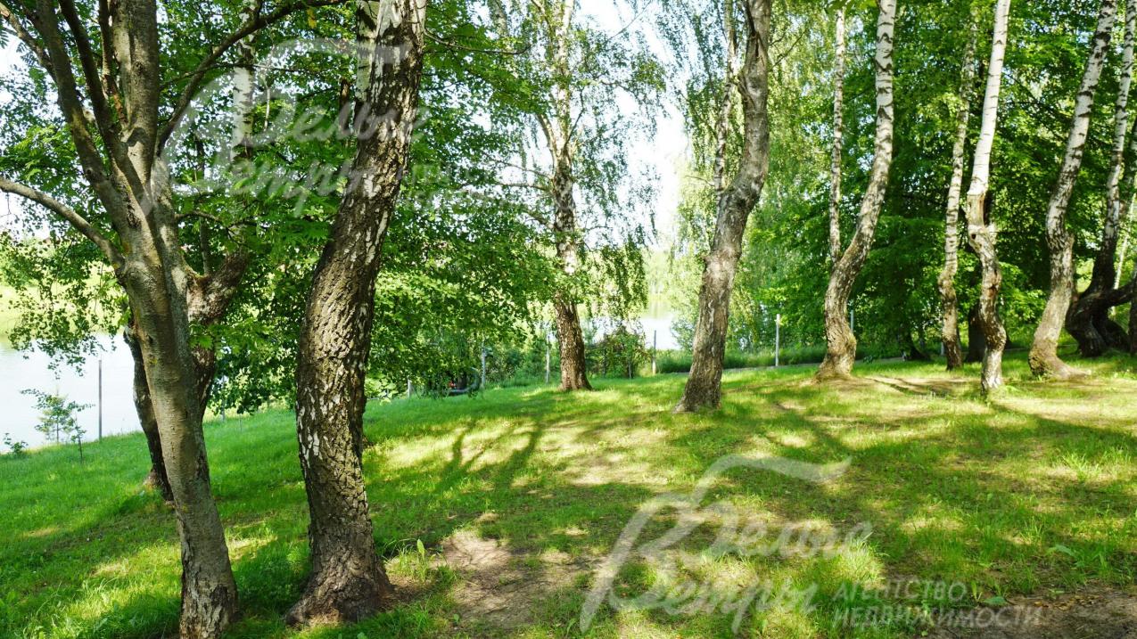 На участке березовая роща с вековыми деревьями
